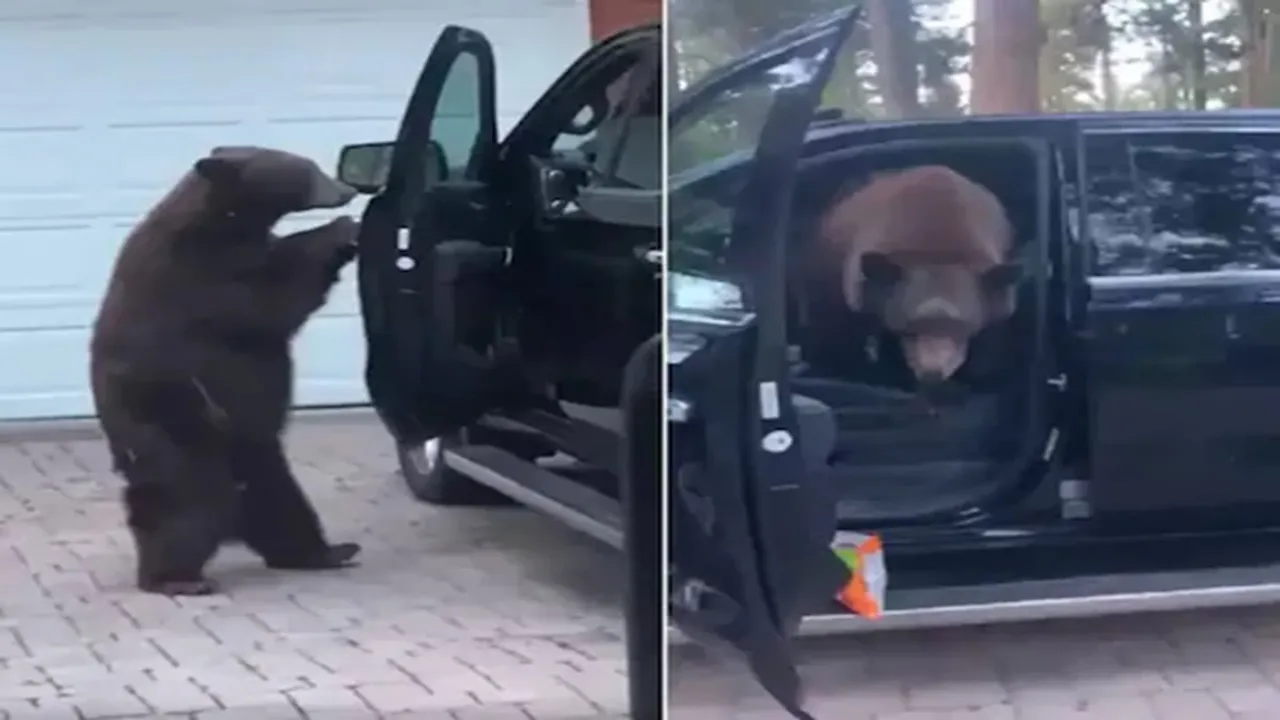 Bear Video, Viral, Viral Video, Trending Video, Bear Obeys Woman Like Normal Pets, Adorable Pets Video, Bear Obeys Woman, Animals Video, Viral On Internet, Strange News, Viral News, Trending News,Interesting News, bizarre news, viral on social media, Viral, Trending, Buzz, Weird News, odd news, Most Searched Story