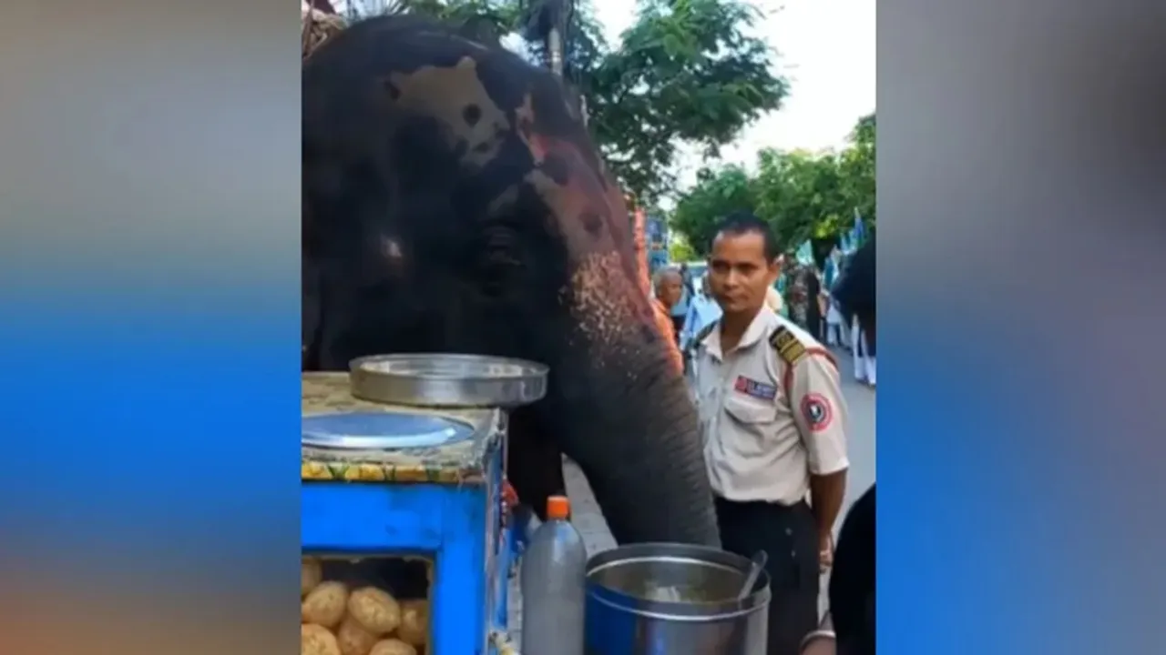 Elephant enjoying pani puri in Guwahati, Elephant eating golgappa video, Elephant eating panipuri video, elephant eats panipuri, elephant eats golgappa, elephant viral video,