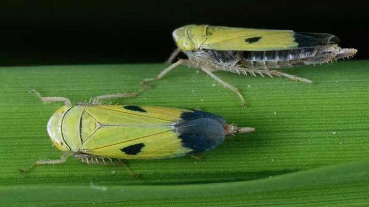 shyama poka