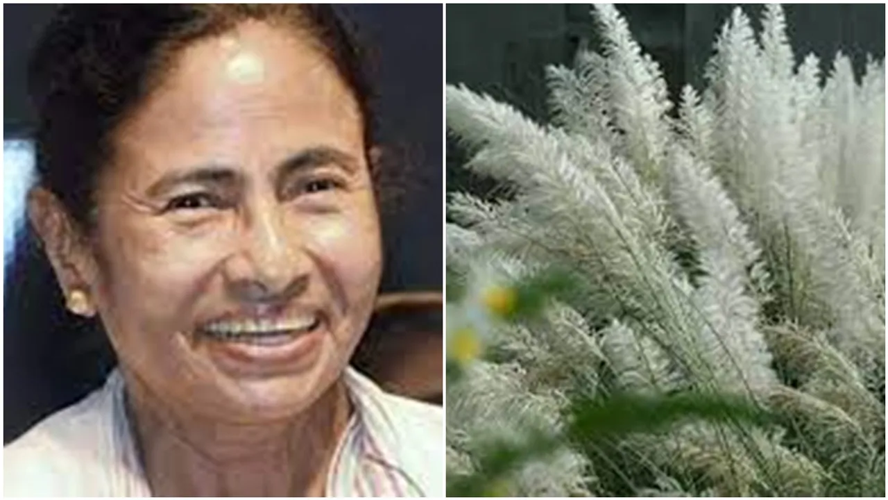 mamata's inspiration may come true,people are trying to make pillow by kashful