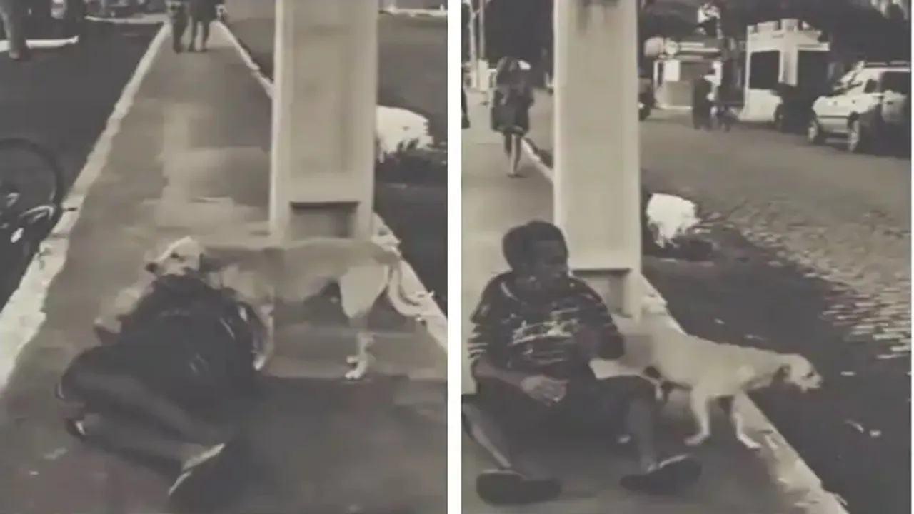 Viral Video of Dog, Trending Video of Dog, Amazing Video of Dog, Shocking Video of Dog, trending Video of Dog on twitter, trending Video of Dog on facebook, trending Video of Dog on instagram, trending Video of Dog on youtube, Man Saves Dog life