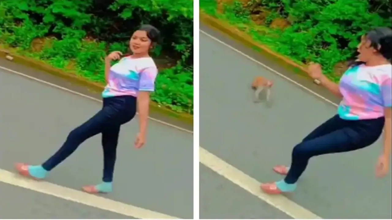 Viral Video of Monkey, Trending Video of Monkey, Amazing Video of Monkey, Shocking Video of Monkey, trending Video of Monkey on twitter, trending Video of Monkey on facebook, trending Video of Monkey on instagram, trending Video of Monkey on youtube,