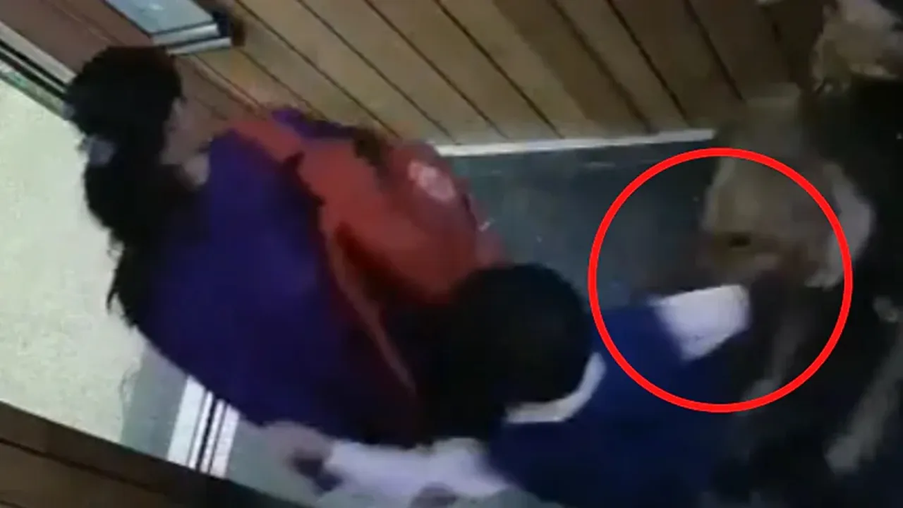 dog attacked kid, dog attack video, ban dog, dog banned in countries, dangerous dogs, aggressive dogs, dog attack news , Viral News in Hindi, viral content