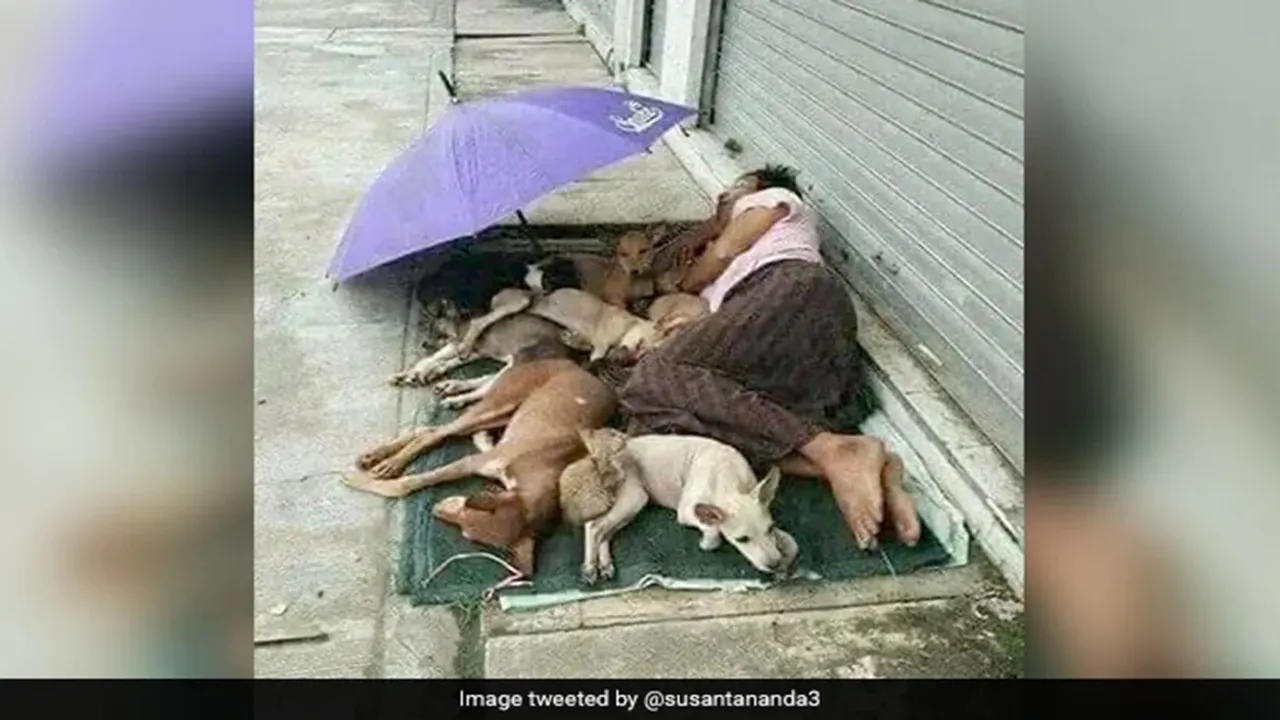 Homeless Man Sharing Tiny Mattress With Stray Dogs, Homeless Man, Stray Dogs, Homeless Man With Stray Dogs, Homeless Man With Stray Dogs pic viral, Homeless Man With Stray Dogs viral pic, Homeless Man With Stray Dogs photo, viral pic, viral photo, trending news, viral story, viral news, humanity, animal lover, dog lover, IFS Susanta Nanda, IFS Susanta Nanda tweet, IFS Susanta Nanda twitter