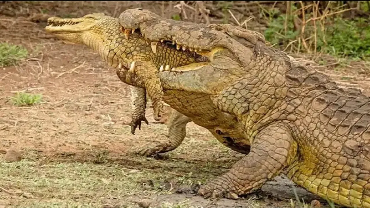 trending Video, viral video, animal video, crocodile video, shocking video, magarmach ka video, magar ka video, crocodile eats baby crocodile, trending animal video, wildlife video