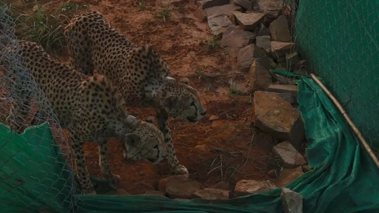 cheetahs, kuno national park, PM, prime minister modi, narendra modi, IE, indian express news today