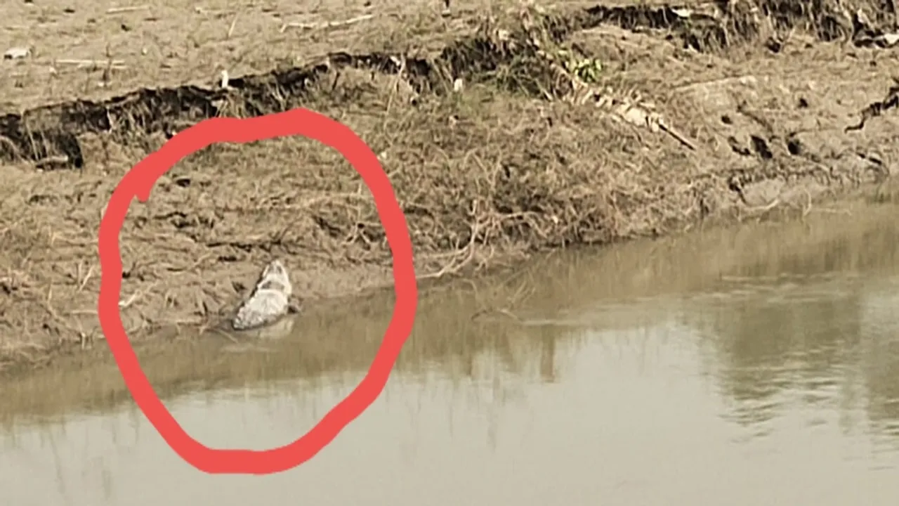 crocodile seen at maldah manikchak kalindi river