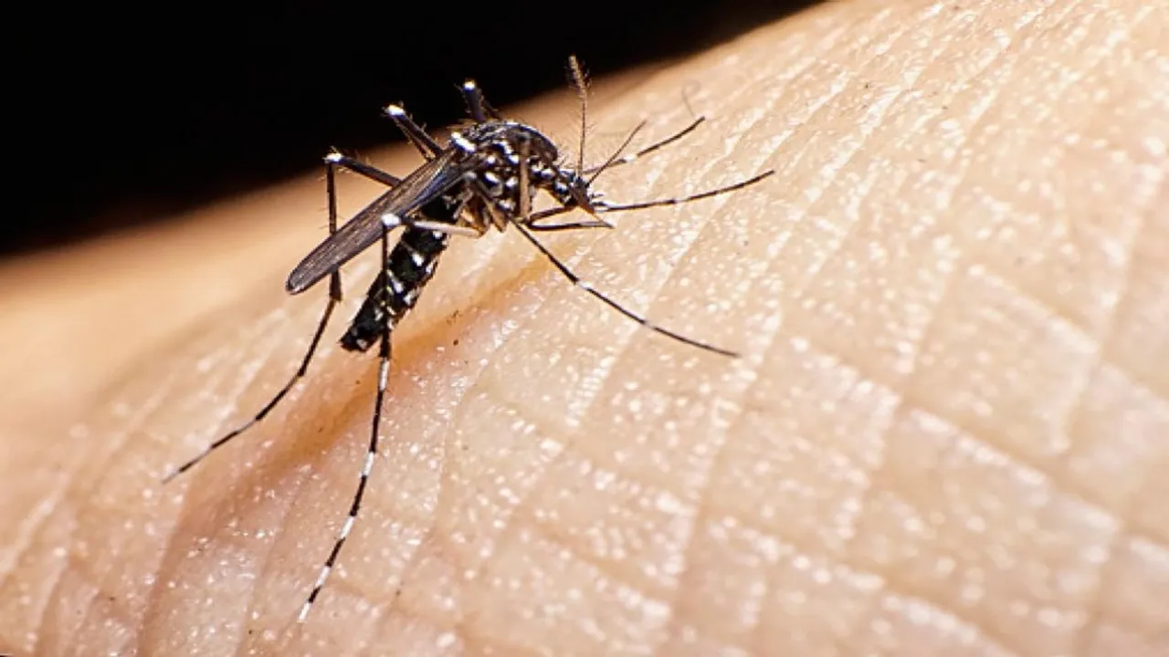 dengue west bengal