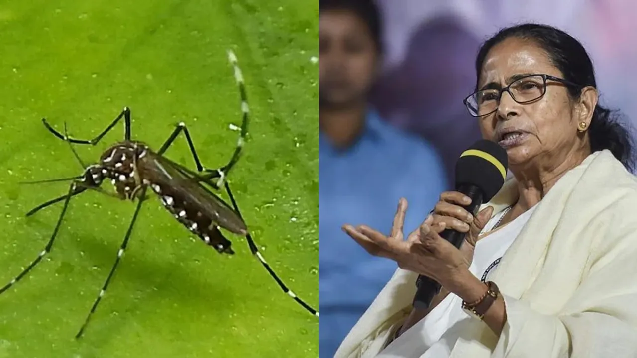 Mamata Banerjee explained why dengue is increasing in west bengal