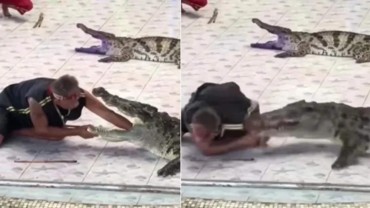 Crocodile attack video,magarmach ka hamla,Magarmach Ka Video,crocodile attack man,crocodile breaks mans arm during stunt