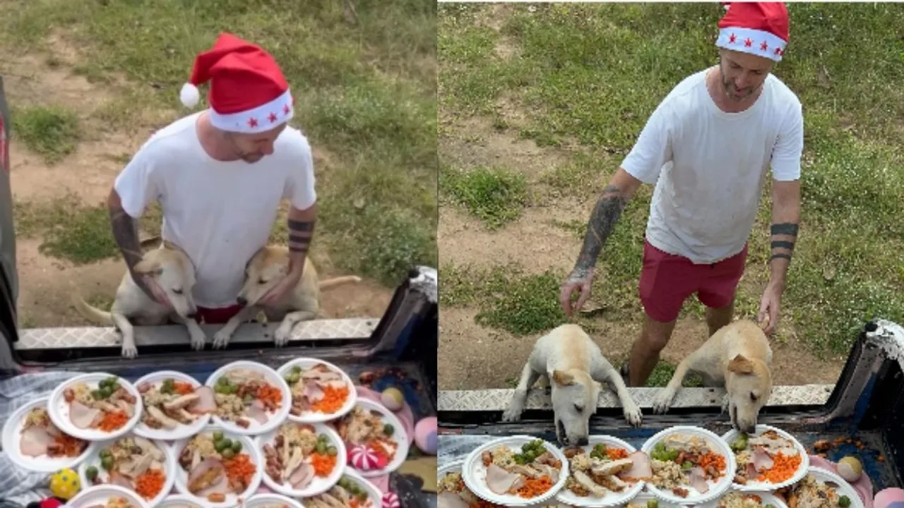 Thailand,stray dogs,video,instagram,dogs,food,christmas