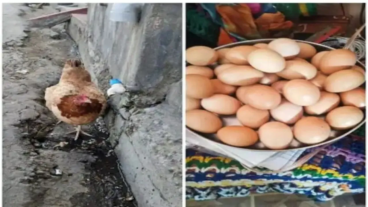 Viral,Murgi Ne Diye 31 Ande,Google Trends,Hen laying 31 eggs,Almora news