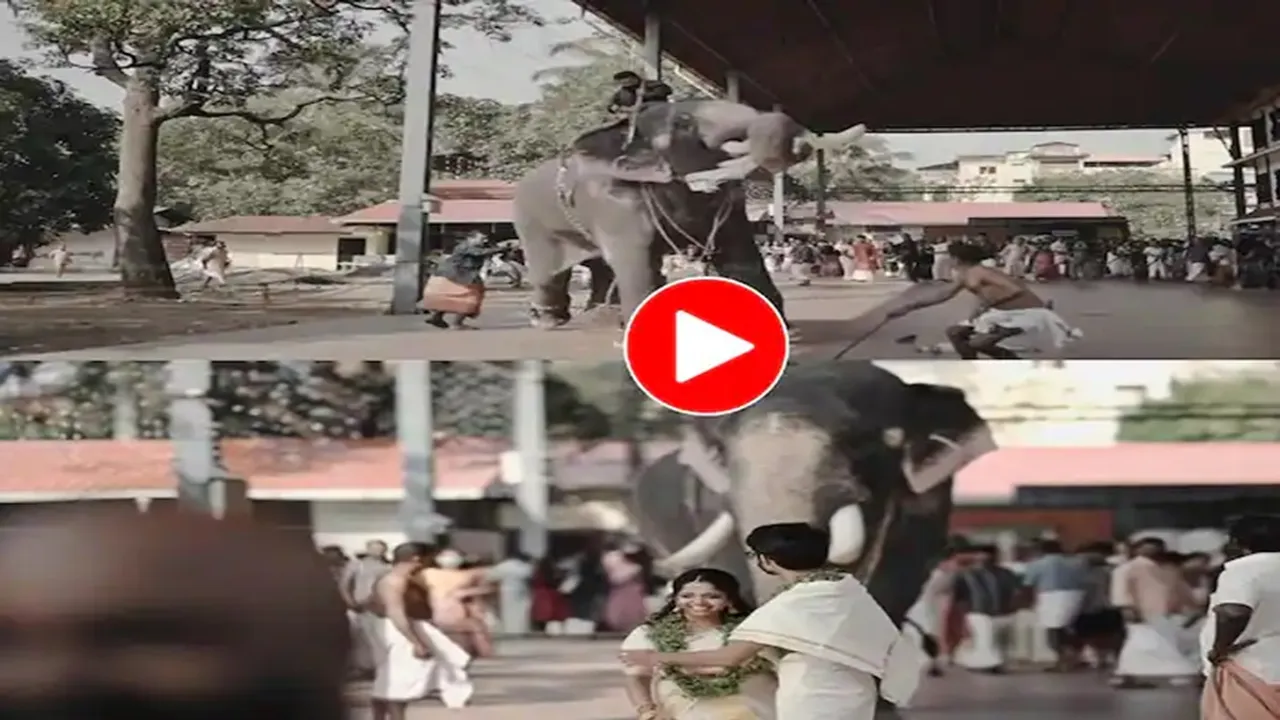 Hathi Ka Video,Elephant Ka Video,Hathi Ka Hamla,Animal Attack Video,Google Trends,Elephant Angry Video,Bride Groom Video,Omg Video,Viral Video,Trending Video,Rare Video