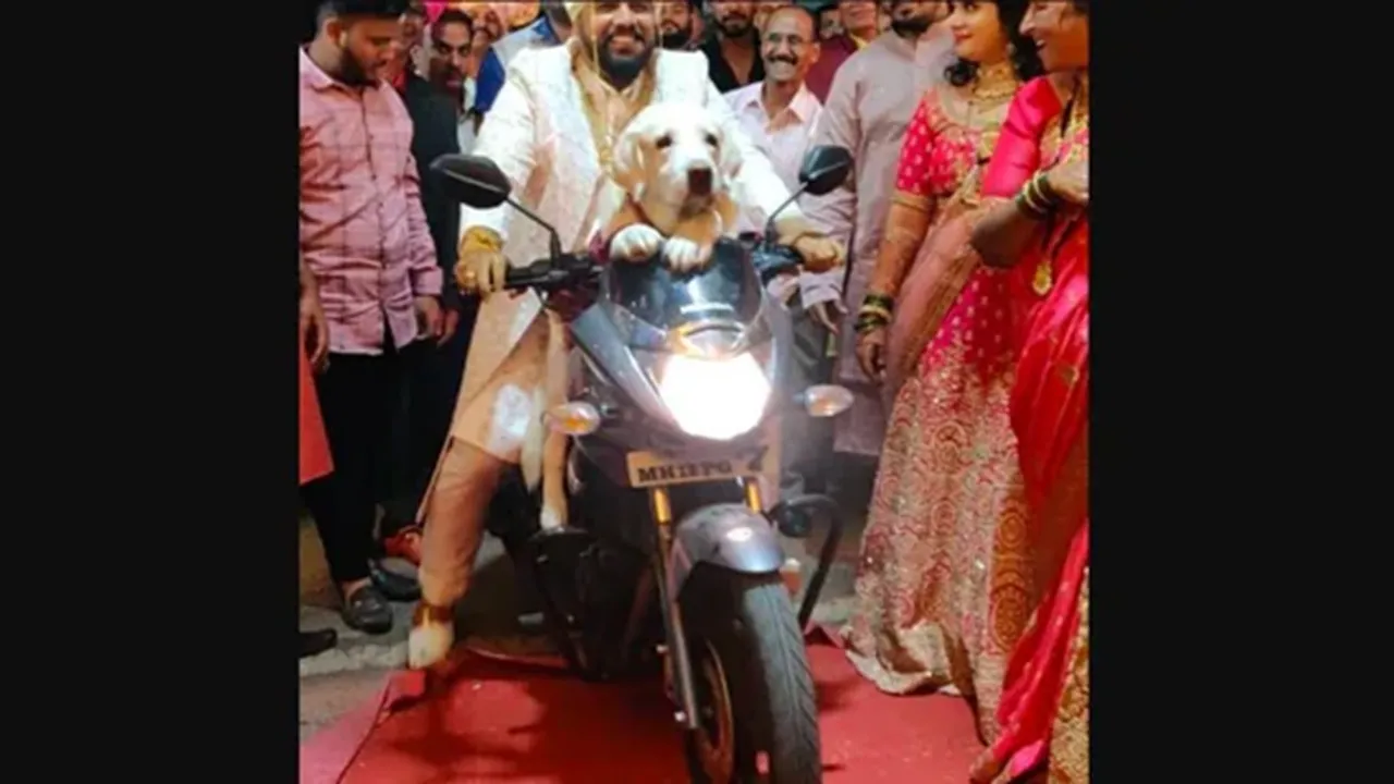 Groom,bike,dog,wedding venue,viral,video,Instagram"