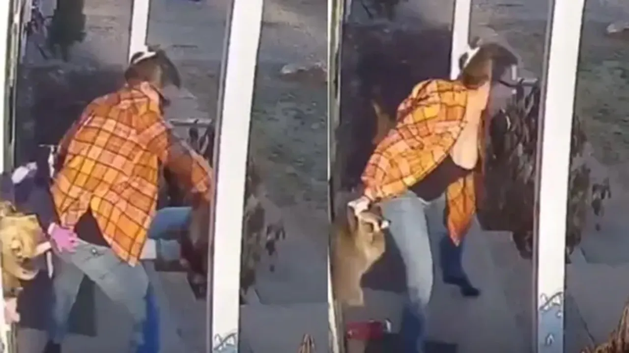 mother saves, seven years old-daughter, wild animal, attack, raccoon, video of raccoon danger, dangerous video,
