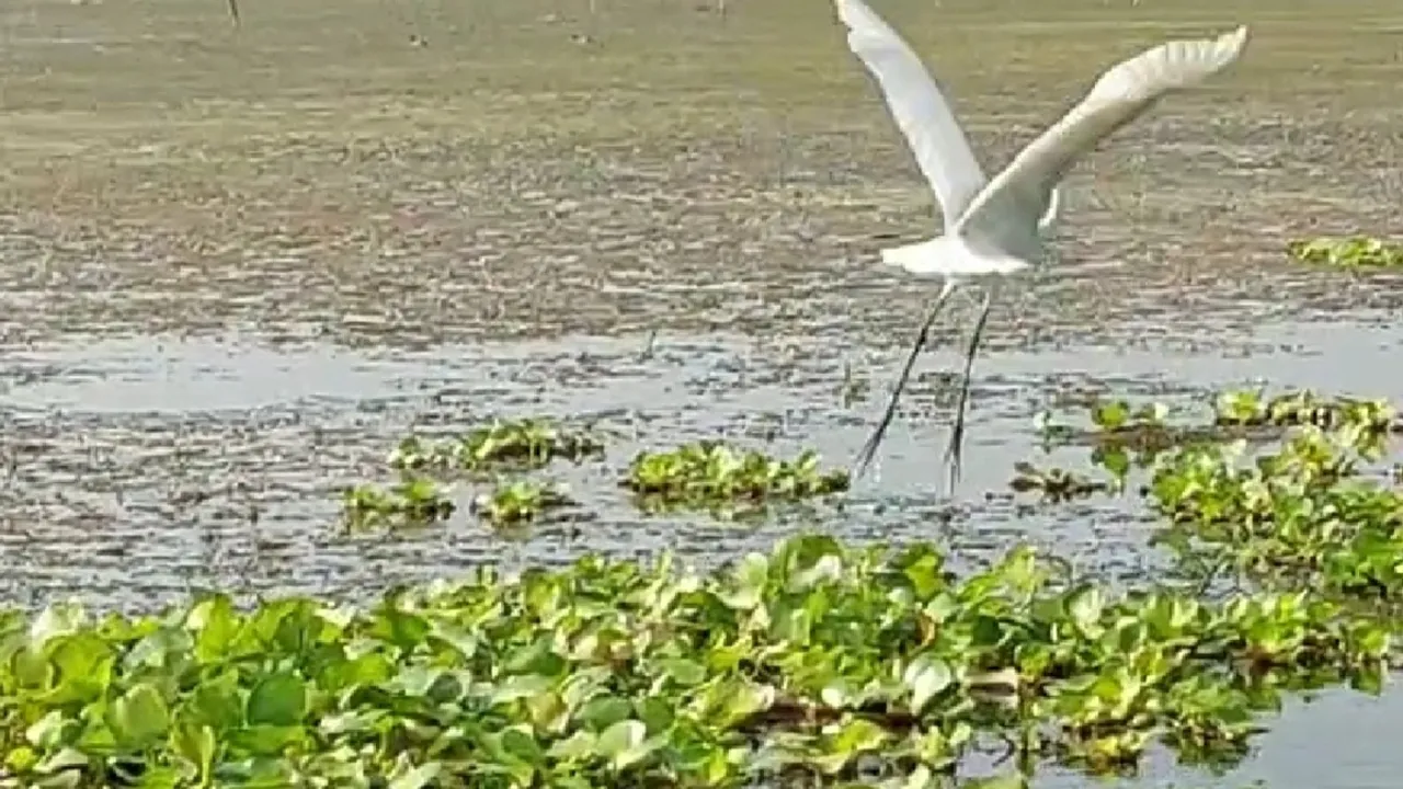 The movement of birds is decreasing in Purbasthali chupir aviary