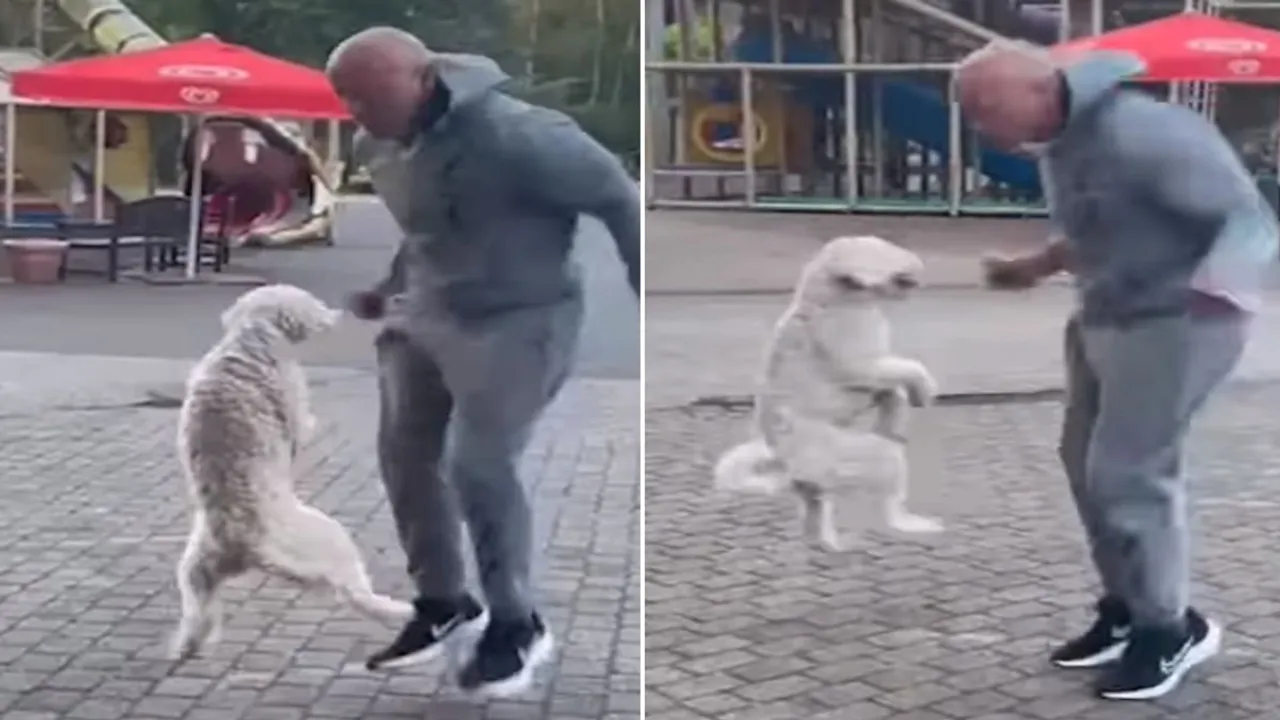 dog,Guinness World Record,most skips on hind legs in 30 seconds,instagram,guinness world records