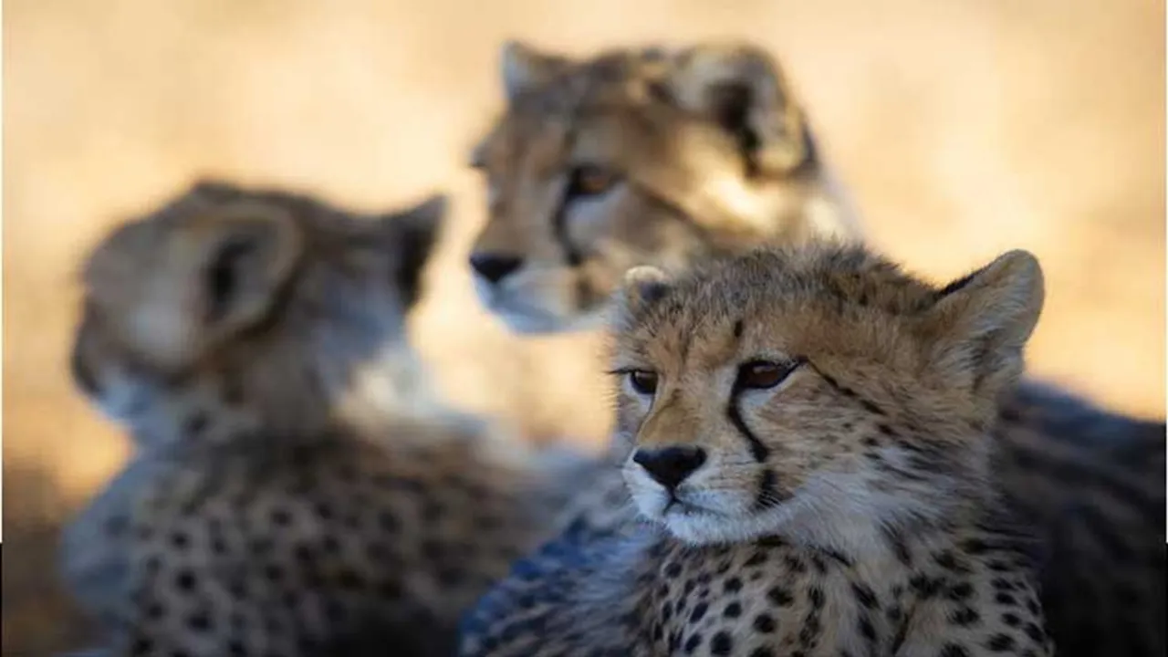 cheetahs, cheetahs from south africa, Kuno national park, 12 cheetahs, MoU for cheetahs," />