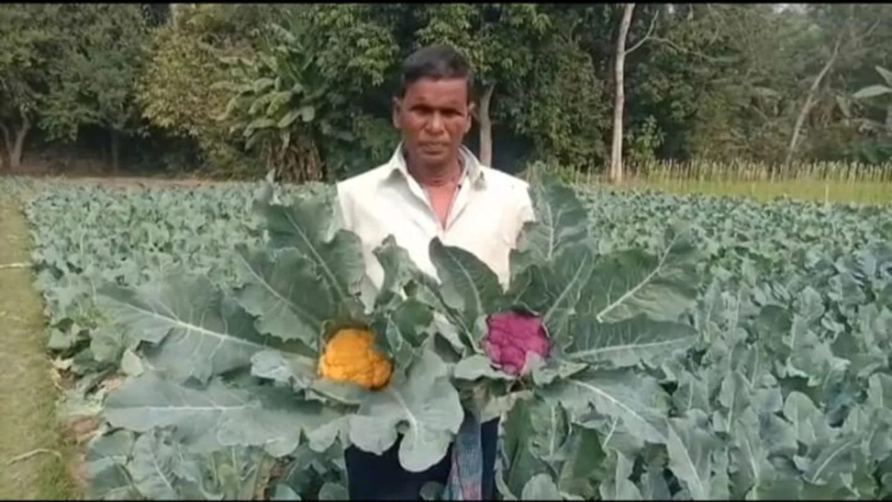 kolaghat farmer farming different colour of cauliflower