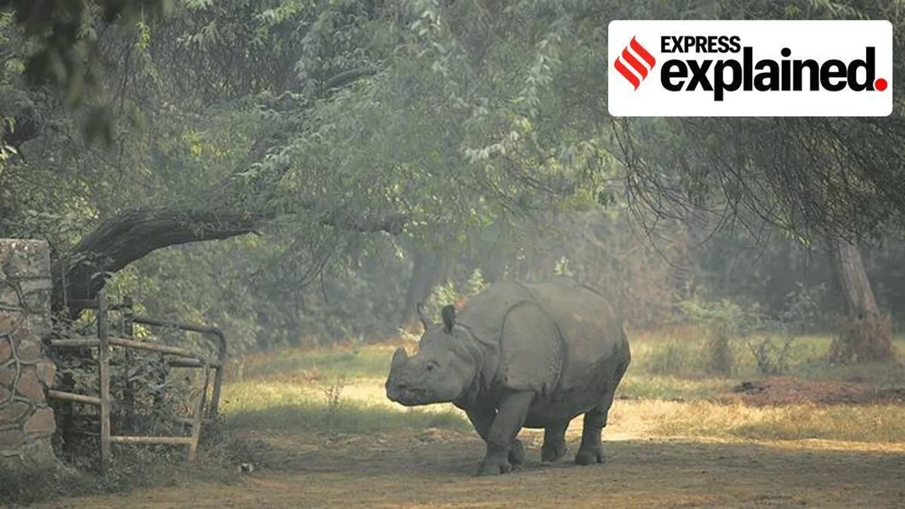 rhino