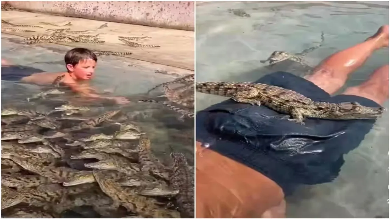 "trending Video, viral video, shocking video, boy swimming in a pool full of crocodile, shocking video, boy video, crocodile video, baby video with crocodile, trending gharial video, stunt video, alligator video, viral stunt vide