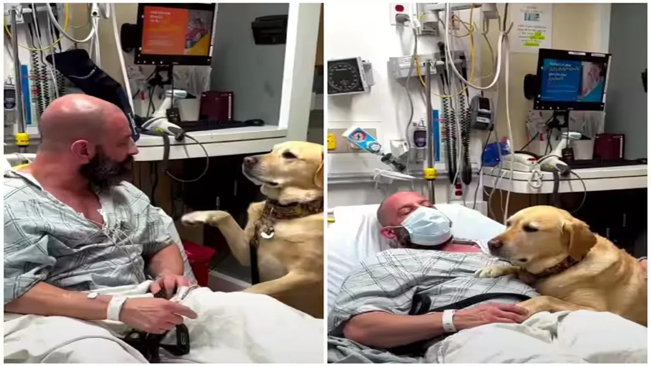 trending Video, viral video, Viral dog video, trending dog video, pet dog friendship, human and dog friendship, cute video, emotional video, kutte ka video, pet dog viral video, pet dog taking care of his human