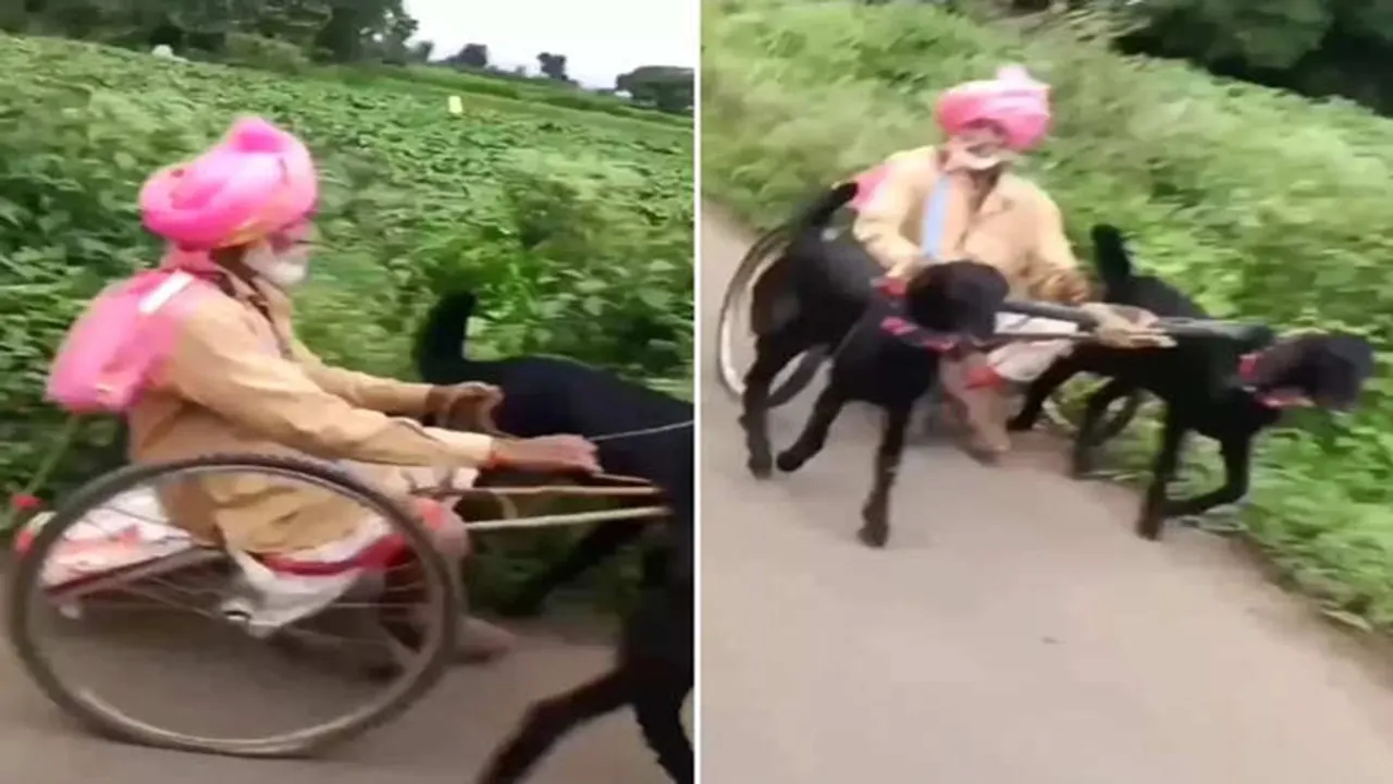 weird video, trending viral video, shocking video, instagram viral reel, instagram video, goat car video, funny video, bakri gadi video, bailgaadi video