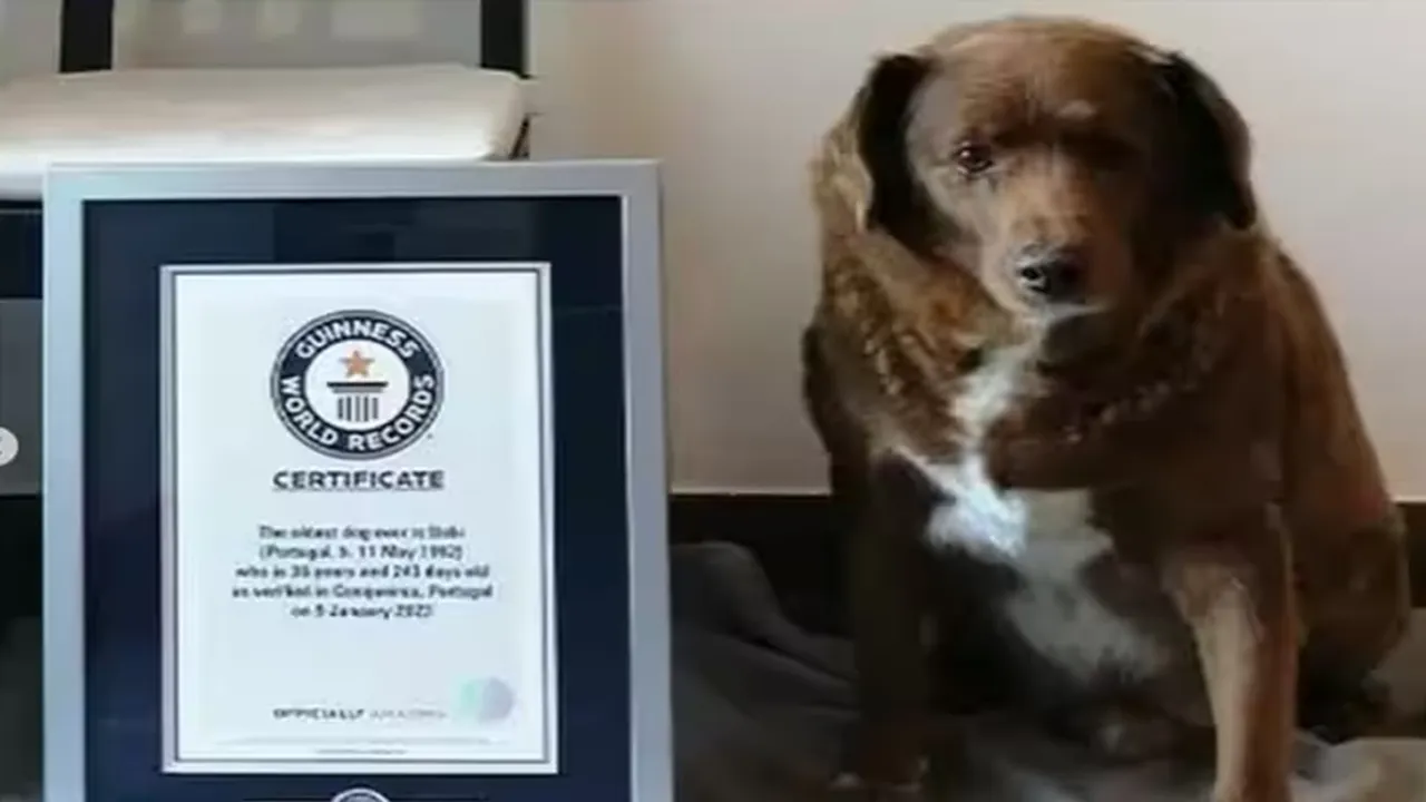 Guinness World Records, Guinness World Record holder Dog, Viral Video of Dog, Trending Video of Dog, Amazing Video of Dog, Shocking Video of Dog, latest tending Video of Dog, trending Video of Dog on twitter, trending Video of Dog on facebook, trending Video of Dog on instagram, trending Video of Dog on youtube,