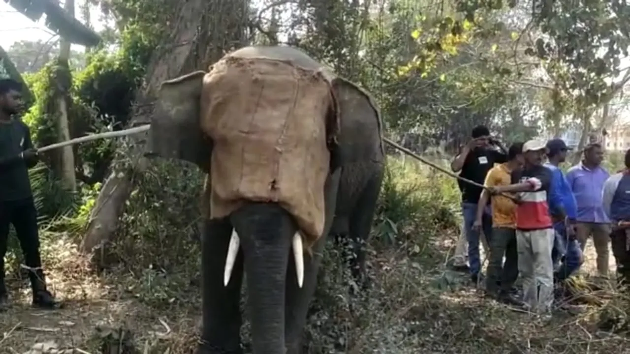 forest department brought the elephant under control by shooting