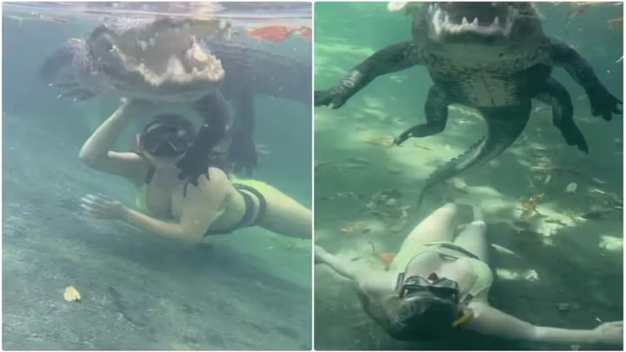 Aligator Viral Video, Viral Video of Crocodile, Trending Video of Crocodile, Amazing Video of Crocodile, Shocking Video of Crocodile, latest tending Video of Crocodile, trending Video of Crocodile on twitter, trending Video of Crocodile on facebook, trending Video of Crocodile on instagram, trending Video of Crocodile on youtube,