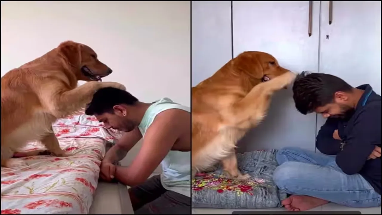 trending Video, viral video, animal video, pet dog video, dog video, dog video, dog funny video, babaji bana dog, dog blessing, kattappa dog, viral Instagram reel, funny Instagram reel, funny video, animal video, funny pet video, pet dog in blessing position,