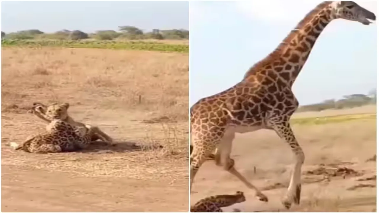 Lioness Attacks Baby Giraffe, Sherni Aur Giraffe Ka Video, Viral Video of lioness & giraffe, Trending Video of lioness & giraffe, Amazing Video of lioness & giraffe, Shocking Video of lioness & giraffe, latest tending Video of lioness & giraffe, trending Video of lioness & giraffe on twitter, trending Video of lioness & giraffe on facebook, trending Video of lioness & giraffe on instagram, trending Video of lioness & giraffe on youtube,