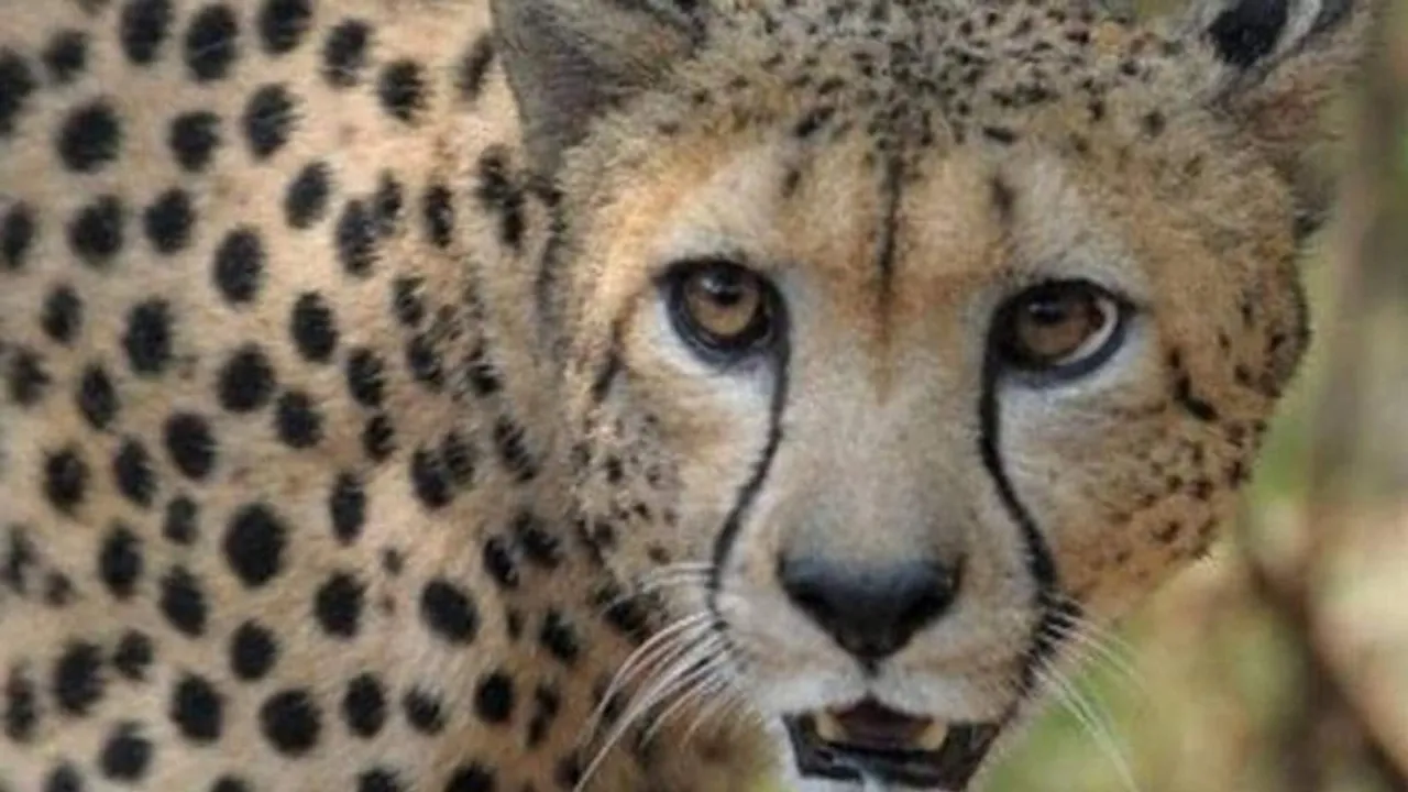 "Wildlife Shocking Video, Sher Aur Hippo Ka Video, Viral Video of Lion & Hippo, Trending Video of Lion & Hippo, Amazing Video of Lion & Hippo, Shocking Video of Lion & Hippo, latest tending Video of Lion & Hippo, trending Video of Lion & Hippo on twitter, trending Video of Lion & Hippo on facebook, trending Video of Lion & Hippo on instagram, trending Video of Lion & Hippo on youtube,