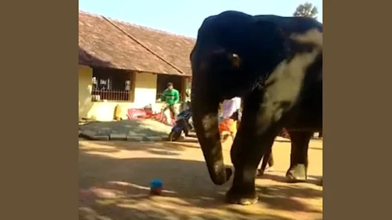 trending Video, viral video, animal video, Viral video of elephant, video of elephant, elephant playing football, Karnataka news, viral video of temple, trending video of elephant, Sri Durgaparameshwari temple video, interesting video, animal video, animal video, mandir ka viral video, hathi ka video,