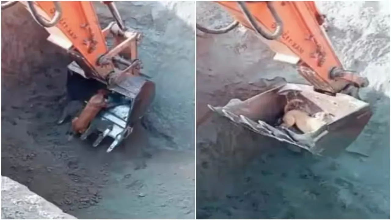 Viral Video of Dog Rescue, Trending Video of Dog Rescue, Amazing Video of Dog Rescue, Shocking Video of Dog Rescue, latest tending Video of Dog Rescue, trending Video of Dog Rescue on twitter, trending Video of Dog Rescue on facebook, trending Video of Dog Rescue on instagram, trending Video of Dog Rescue on youtube, Dog Rescue Operation, Dog Rescued Using JCB,
