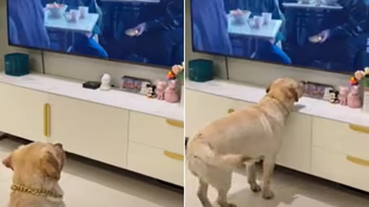 Dog,TV,video,viral,Reddit"