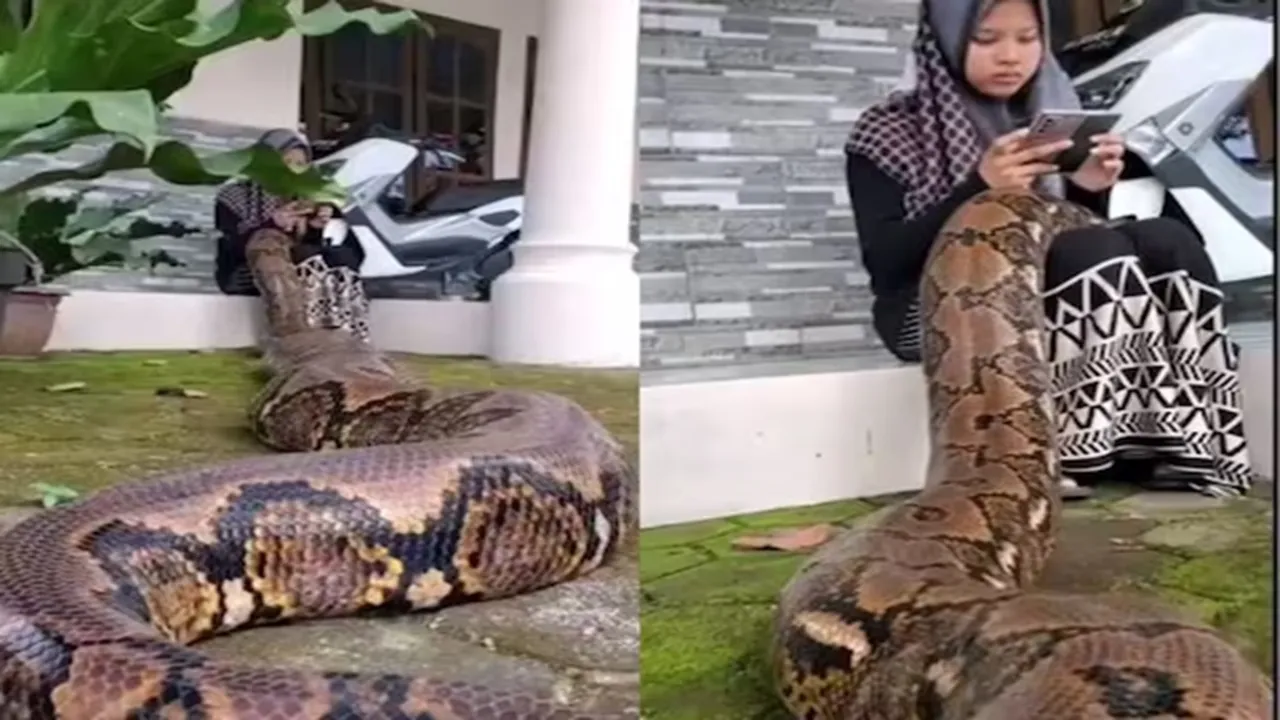 woman with snakes, aurat ke saath saanp,snake video, snake viral video, snake trending video, python, python snake, giant python, giant snake, snake videos, snake viral videos, shocking video, viral videos, ajab gajab news, viral news, world news, omg news, amazing news, trending news, hatke khabar, khabren zara hatke, weird news"/