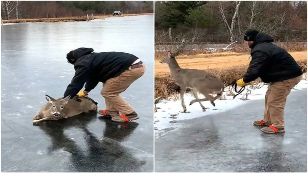 Viral Video of Deer Rescue, Trending Video of Deer Rescue, Amazing Video of Deer Rescue, Shocking Video of Deer Rescue, latest tending Video of Deer Rescue, trending Video of Deer Rescue on twitter, trending Video of Deer Rescue on facebook, trending Video of Deer Rescue on instagram, trending Video of Deer Rescue on youtube,