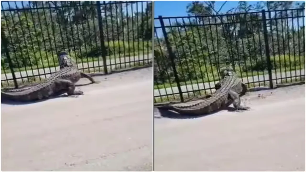 rocodile, Amazing Video of Crocodile, Shocking Video of Crocodile, latest tending Video of Crocodile, trending Video of Crocodile on twitter, trending Video of Crocodile on facebook, trending Video of Crocodile on instagram, trending Video of Crocodile on youtube,
