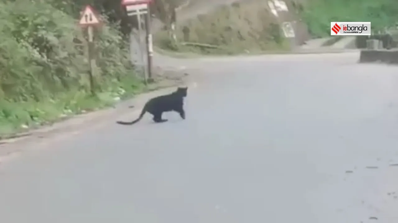 black panther have been seen at darjeeling