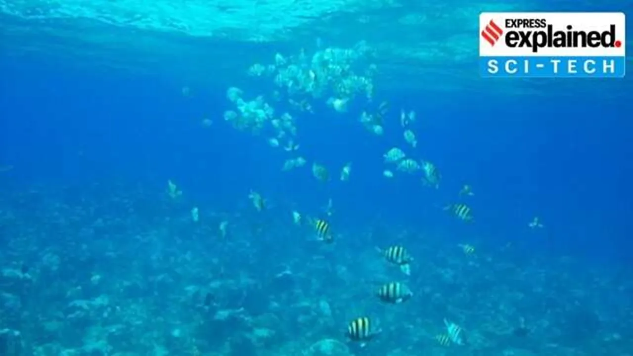 DEEP SEA