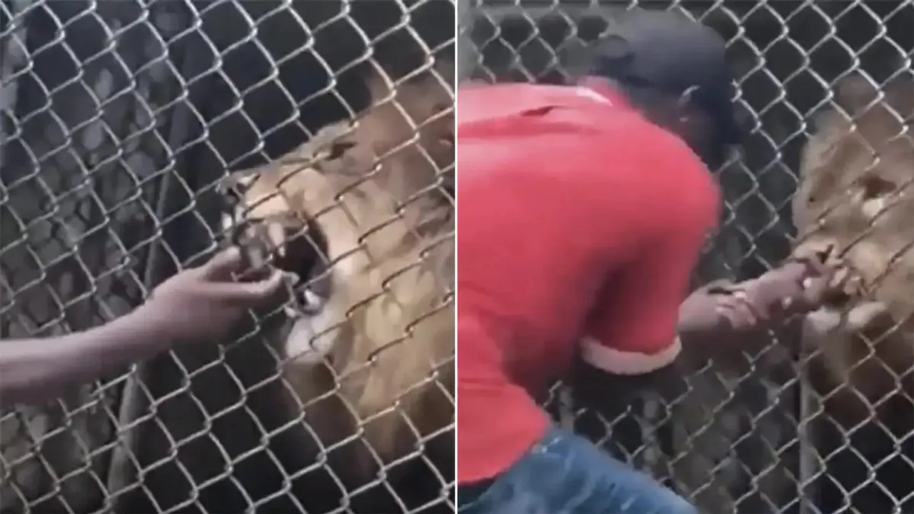 Lion Viral Video,Trending Video,Ajab Gajab Video,News and Trending Video