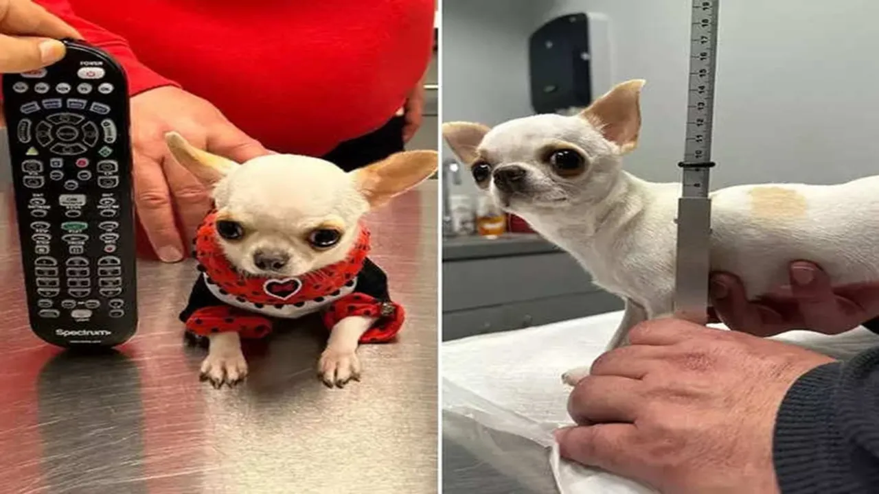 "World Smallest Dog Breeds, viral