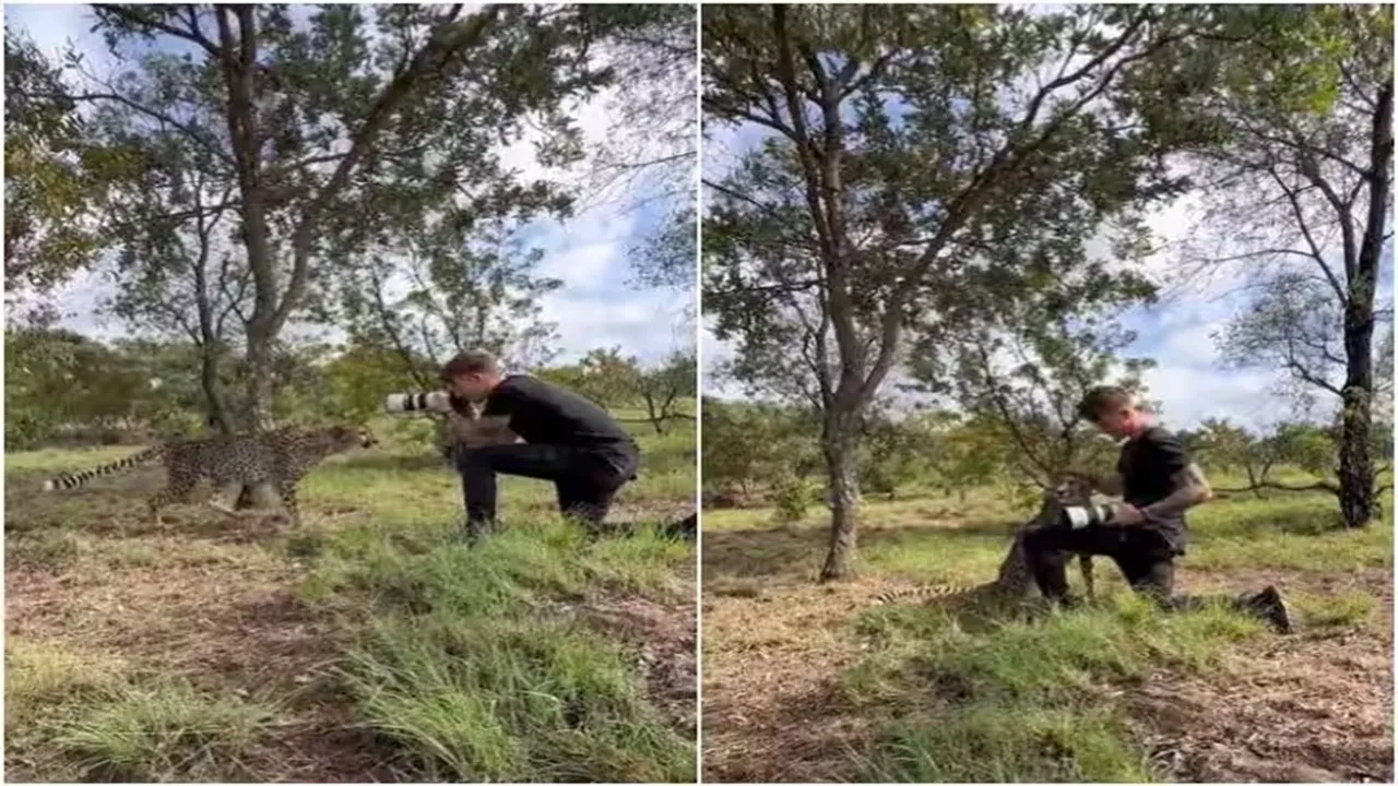 Viral Video of Cheetah, Trending Video of Cheetah, Amazing Video of Cheetah, Shocking Video of Cheetah, latest tending Video of Cheetah, trending Video of Cheetah on twitter, trending Video of Cheetah on facebook, trending Video of Cheetah on instagram, trending Video of Cheetah on youtube,