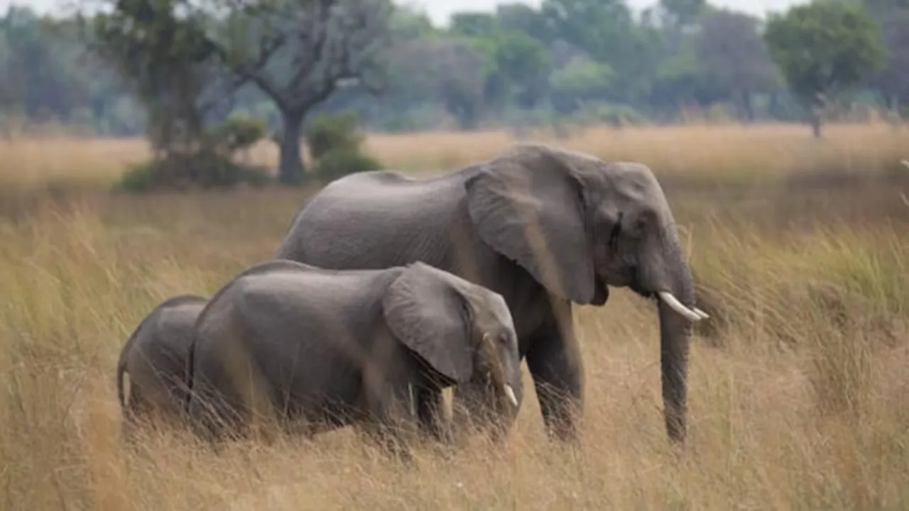 viral video, trending video, elephant fights crocodile video, nail-biting video"