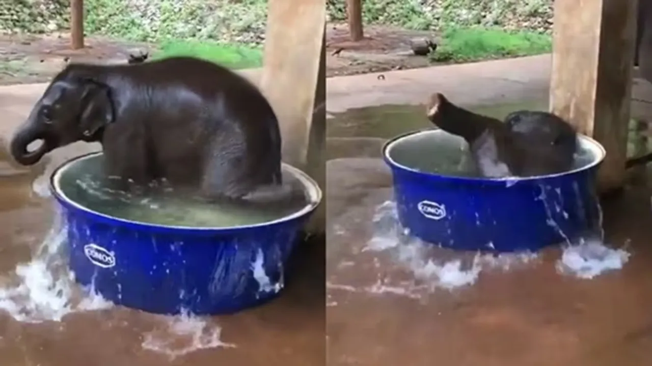 video,baby elephant,bath time,twitter,cute video,animal video