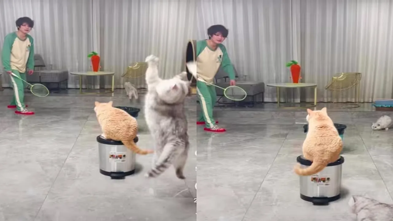 viral video, trending Video, Videos of cats, cat videos, cats playing badminton, interesting videos, cute videos, animal videos, animals playing sports, badminton game, pet cats videos, cats playing badminton