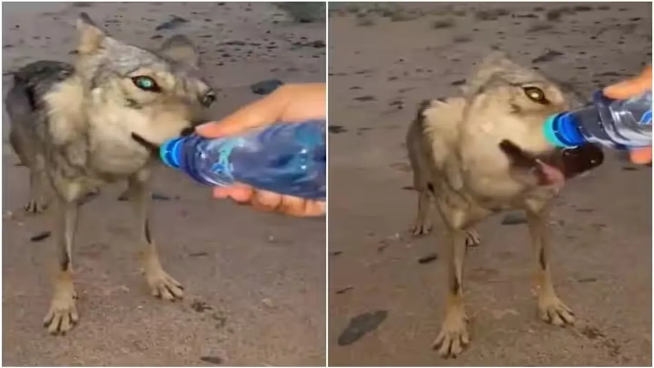 Viral Video of Wolf, Trending Video of Wolf, Amazing Video of Wolf, Shocking Video of Wolf, latest tending Video of Wolf, trending Video of Wolf on twitter, trending Video of Wolf on facebook, trending Video of Wolf on instagram, trending Video of Wolf on youtube, viral video,Water,Wolf,