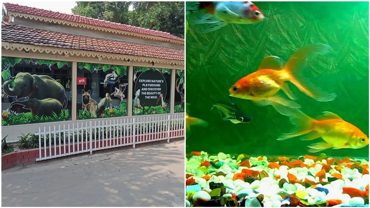আলিপুর চিড়িয়াখানা, চিড়িয়াখানার পশুপাখিরা, Zebra cub,Alipore Zoo,Born,Enclosure,Bangla news,জেব্রা শাবক,আলিপুর চিড়িয়াখানা,জন্ম,এনক্লোজার,বাংলা খবর,summer in Bengali, weather update, rain, covid, heat wave, heat stroke, alipure zoo,west Bengal news, viral, trending, top trending, to Bengali news