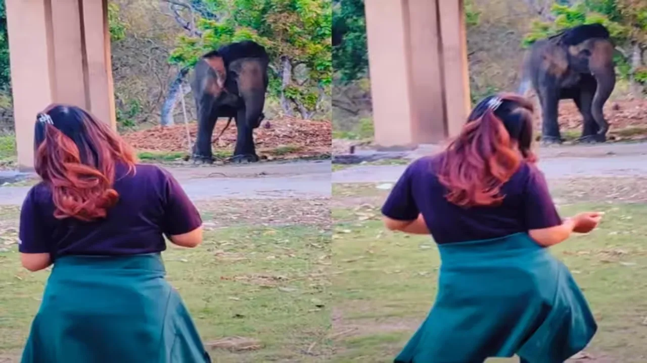 viral video, trending Video, animal video, hathi ka video, elephant video, elephant dance video, elephant viral video, elephant viral video, trending elephant video, elephant dance video, funny video, cute video, elephant dancing with girl, elephant dancing video, funny elephant video, social media, viral reel, dance reel